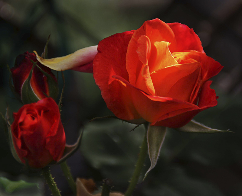 enhanced roses 2 - UNTITLED ©2006 Martin Oretsky